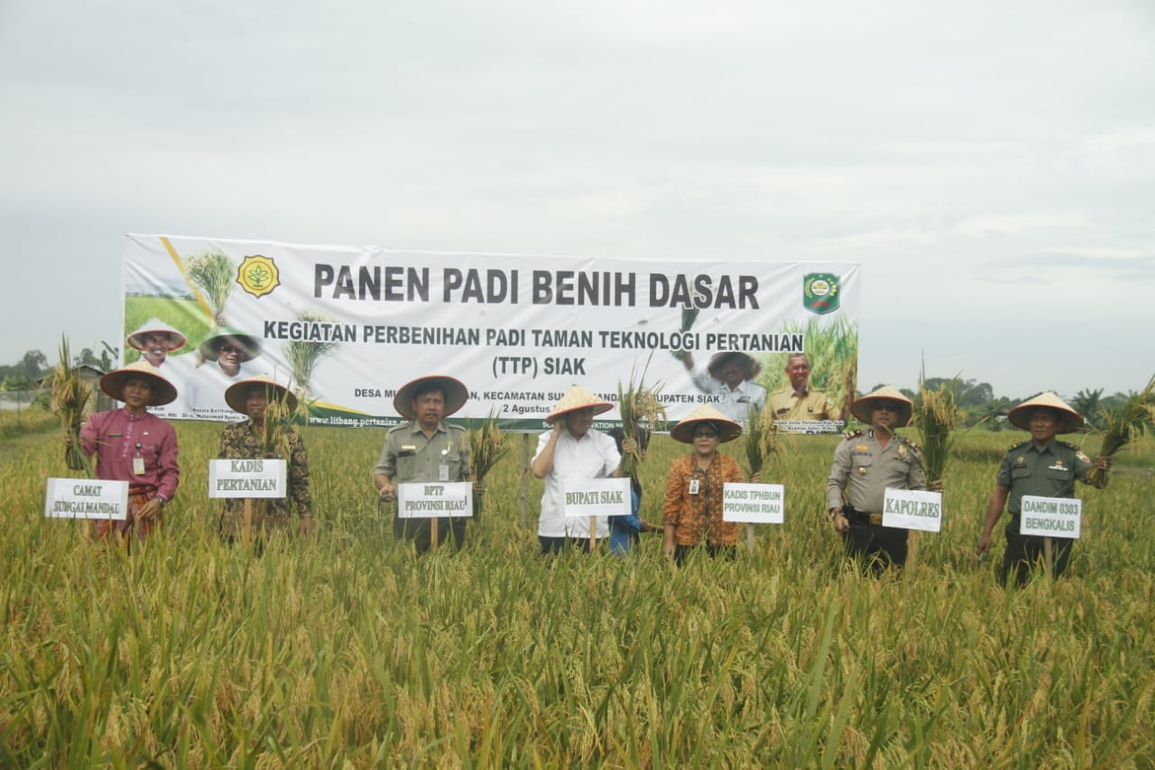 1533202396-RiauBertuah co-Panen Padi di Siak